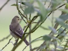 Spotvogel  20240527  Deze weken is de beste tijd om een spotvogel te spotten. Maar ze laten zich niet zo makkelijk zien. Hun liedje daarentegen valt best wel op. Dat liedje is heel gevarieerd, heel kunstig. Op de rug gezien zijn ze best saai grijs groen. Van voren gezien, vooral in de zon, kunnen ze behoorlijk geel ogen, dan zijn ze best wel mooi. Het zijn laat arriverende zomergasten die ook weer vroeg ons land verlaten.