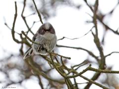 Staartmees  20240528  Toch zeker bij somber regenachtig weer zijn jonge staartmezen nog geen schoonheden. Hun nieuwe veertjes zijn nog niet geheel uitgegroeid, zijn nog niet geheel op kleur. Wel hebben ze al een lange staart en ook opvallend is de nog rode kleur van de oogring. Eenmaal uitgegroeid heeft het rood daar plaats gemaakt voor geel.