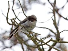 Staartmees  20240528  Toch zeker bij somber regenachtig weer zijn jonge staartmezen nog geen schoonheden. Hun nieuwe veertjes zijn nog niet geheel uitgegroeid, zijn nog niet geheel op kleur. Wel hebben ze al een lange staart en ook opvallend is de nog rode kleur van de oogring. Eenmaal uitgegroeid heeft het rood daar plaats gemaakt voor geel.