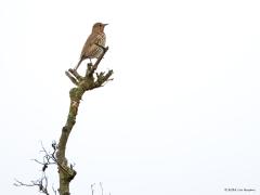 Roodborsttapuit Grasmus Gele kwikstaart Zanglijster  20240604  Deze keer eens vier top vogels. Tenminste vogels die in een topje van een boom of struik zitten. Drie daarvan horen daar echt thuis, laten zich vaak zo zien. Eentje, meen ik, zie je helemaal niet vaak in deze pose. Je weet vast welke ik bedoel? Mee eens?