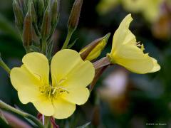 Bloemen  20240703  Als ik met de verrekijker en telelens rondwandel ben ik met name gefocused op vogels. Neemt niet weg dat ik ook bloemen kan waarderen. In de Pannenhoef richtte ik maandag eens mijn telelens op enkele bloemen die ik daar op een willekeurige plek zag staan. Er stond daar niets bijzonders maar ook het gewone is al de moeite. Heb ik de namen goed: grote teunisbloem, Sint Janskruid, zwarte braam, bonte wikke, gewone margriet?