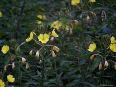 Bloemen  20240703  Als ik met de verrekijker en telelens rondwandel ben ik met name gefocused op vogels. Neemt niet weg dat ik ook bloemen kan waarderen. In de Pannenhoef richtte ik maandag eens mijn telelens op enkele bloemen die ik daar op een willekeurige plek zag staan. Er stond daar niets bijzonders maar ook het gewone is al de moeite. Heb ik de namen goed: grote teunisbloem, Sint Janskruid, zwarte braam, bonte wikke, gewone margriet?