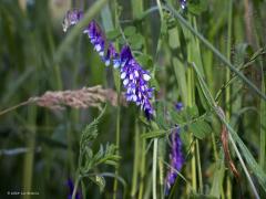 Bloemen  20240703  Als ik met de verrekijker en telelens rondwandel ben ik met name gefocused op vogels. Neemt niet weg dat ik ook bloemen kan waarderen. In de Pannenhoef richtte ik maandag eens mijn telelens op enkele bloemen die ik daar op een willekeurige plek zag staan. Er stond daar niets bijzonders maar ook het gewone is al de moeite. Heb ik de namen goed: grote teunisbloem, Sint Janskruid, zwarte braam, bonte wikke, gewone margriet?