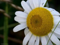 Bloemen  20240703  Als ik met de verrekijker en telelens rondwandel ben ik met name gefocused op vogels. Neemt niet weg dat ik ook bloemen kan waarderen. In de Pannenhoef richtte ik maandag eens mijn telelens op enkele bloemen die ik daar op een willekeurige plek zag staan. Er stond daar niets bijzonders maar ook het gewone is al de moeite. Heb ik de namen goed: grote teunisbloem, Sint Janskruid, zwarte braam, bonte wikke, gewone margriet?