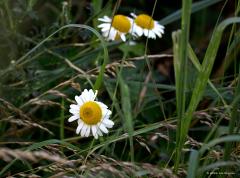 Bloemen  20240703  Als ik met de verrekijker en telelens rondwandel ben ik met name gefocused op vogels. Neemt niet weg dat ik ook bloemen kan waarderen. In de Pannenhoef richtte ik maandag eens mijn telelens op enkele bloemen die ik daar op een willekeurige plek zag staan. Er stond daar niets bijzonders maar ook het gewone is al de moeite. Heb ik de namen goed: grote teunisbloem, Sint Janskruid, zwarte braam, bonte wikke, gewone margriet?