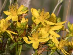 Bloemen  20240703  Als ik met de verrekijker en telelens rondwandel ben ik met name gefocused op vogels. Neemt niet weg dat ik ook bloemen kan waarderen. In de Pannenhoef richtte ik maandag eens mijn telelens op enkele bloemen die ik daar op een willekeurige plek zag staan. Er stond daar niets bijzonders maar ook het gewone is al de moeite. Heb ik de namen goed: grote teunisbloem, Sint Janskruid, zwarte braam, bonte wikke, gewone margriet?