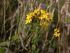 Bloemen  20240703  Als ik met de verrekijker en telelens rondwandel ben ik met name gefocused op vogels. Neemt niet weg dat ik ook bloemen kan waarderen. In de Pannenhoef richtte ik maandag eens mijn telelens op enkele bloemen die ik daar op een willekeurige plek zag staan. Er stond daar niets bijzonders maar ook het gewone is al de moeite. Heb ik de namen goed: grote teunisbloem, Sint Janskruid, zwarte braam, bonte wikke, gewone margriet?