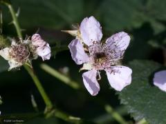 Bloemen  20240703  Als ik met de verrekijker en telelens rondwandel ben ik met name gefocused op vogels. Neemt niet weg dat ik ook bloemen kan waarderen. In de Pannenhoef richtte ik maandag eens mijn telelens op enkele bloemen die ik daar op een willekeurige plek zag staan. Er stond daar niets bijzonders maar ook het gewone is al de moeite. Heb ik de namen goed: grote teunisbloem, Sint Janskruid, zwarte braam, bonte wikke, gewone margriet?