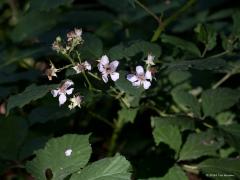 Bloemen  20240703  Als ik met de verrekijker en telelens rondwandel ben ik met name gefocused op vogels. Neemt niet weg dat ik ook bloemen kan waarderen. In de Pannenhoef richtte ik maandag eens mijn telelens op enkele bloemen die ik daar op een willekeurige plek zag staan. Er stond daar niets bijzonders maar ook het gewone is al de moeite. Heb ik de namen goed: grote teunisbloem, Sint Janskruid, zwarte braam, bonte wikke, gewone margriet?