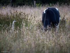 Koe Reiger  20240708  Een koe en een reiger, was het maar een koereiger maar die zien we hier in Zundert niet, wel genoeg van deze blauwe reigers. Grazers rommelen in het gras en jagen zo kikkers, muizen etc. de stuipen op het lijf. De reigers hopen een dergelijk verstoord diertje te grazen te kunnen nemen. Zie je hier de tweede reiger ook?