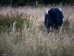 Blauwe reiger  20240707  Pannenhoef