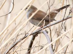 Cetti's zanger  20240706  Vogelbescherming schrijft op hun site "De cetti’s zanger heeft een verborgen levenswijze". Nou dat klopt wel. Horen doe je hem gemakkelijk met zijn zeer kenmerkende en explosief voorgedragen zang. Maar hem zien is een ander verhaal. Je moet daarvoor wat geluk hebben want in de regel blijft ie verscholen in struiken. De laatste jaren neemt het aantal in ons land toe doordat de winters niet meer zo streng zijn. Naast Zeeland en Zuid-Holland waar al langere tijd cetti’s zangers vo