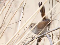 Cetti's zanger  20240706  Vogelbescherming schrijft op hun site "De cetti’s zanger heeft een verborgen levenswijze". Nou dat klopt wel. Horen doe je hem gemakkelijk met zijn zeer kenmerkende en explosief voorgedragen zang. Maar hem zien is een ander verhaal. Je moet daarvoor wat geluk hebben want in de regel blijft ie verscholen in struiken. De laatste jaren neemt het aantal in ons land toe doordat de winters niet meer zo streng zijn. Naast Zeeland en Zuid-Holland waar al langere tijd cetti’s zangers vo