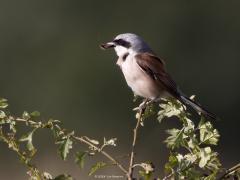 Grauwe klauwier  20240702  Gisteravond in de Pannenhoef bij laag staande zon. Zeker een kilometer verwijderd van de Rondgors, is het weer een andere vogel? Hoe ver zouden klauwieren op pad gaan voor voedsel? Leuk voor ons deze mooie rover. Slecht nieuws voor bijvoorbeeld dagvlinders zoals hier voor een bruin zandoogje.