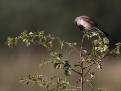 Grauwe klauwier  20240702  Gisteravond in de Pannenhoef bij laag staande zon. Zeker een kilometer verwijderd van de Rondgors, is het weer een andere vogel? Hoe ver zouden klauwieren op pad gaan voor voedsel? Leuk voor ons deze mooie rover. Slecht nieuws voor bijvoorbeeld dagvlinders zoals hier voor een bruin zandoogje.