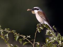 Grauwe klauwier  20240702  Gisteravond in de Pannenhoef bij laag staande zon. Zeker een kilometer verwijderd van de Rondgors, is het weer een andere vogel? Hoe ver zouden klauwieren op pad gaan voor voedsel? Leuk voor ons deze mooie rover. Slecht nieuws voor bijvoorbeeld dagvlinders zoals hier voor een bruin zandoogje.