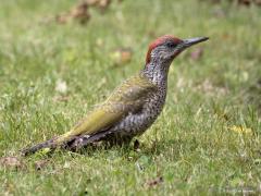 Groene specht  20240710  Vers vanuit de tuin. Niet voor het eerst zag ik een jonge groene specht op mijn gazon naar mieren zoeken. Het is niet moeilijk om te zien dat het een jonge vogel is, die hebben namelijk een gevlekte wit zwarte hals en borst. Ook kun je hier goed zien dat het een jong mannetje is, mannetjes hebben namelijk al een rode vlek onder het oog aan de snavelbasis, bij vrouwtjes blijft die vlek zwart. Volwassen zijn ze nog mooier dan nu al.