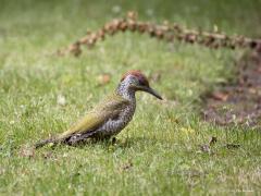 Groene specht  20240710  Vers vanuit de tuin. Niet voor het eerst zag ik een jonge groene specht op mijn gazon naar mieren zoeken. Het is niet moeilijk om te zien dat het een jonge vogel is, die hebben namelijk een gevlekte wit zwarte hals en borst. Ook kun je hier goed zien dat het een jong mannetje is, mannetjes hebben namelijk al een rode vlek onder het oog aan de snavelbasis, bij vrouwtjes blijft die vlek zwart. Volwassen zijn ze nog mooier dan nu al.