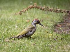 Groene specht  20240710  Tuin