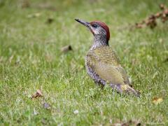 Groene specht  20240710  Vers vanuit de tuin. Niet voor het eerst zag ik een jonge groene specht op mijn gazon naar mieren zoeken. Het is niet moeilijk om te zien dat het een jonge vogel is, die hebben namelijk een gevlekte wit zwarte hals en borst. Ook kun je hier goed zien dat het een jong mannetje is, mannetjes hebben namelijk al een rode vlek onder het oog aan de snavelbasis, bij vrouwtjes blijft die vlek zwart. Volwassen zijn ze nog mooier dan nu al.