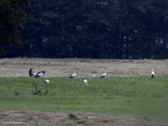 Ooievaar  20240709  Gisteravond, 7 juli dus, zag ik maar liefst 27 ooievaars bij elkaar voedsel zoeken op lager gelegen weilanden ten noorden van de Pannenhoef. Ik denk allemaal jonge vogels. Poten en snavel niet bij iedereen al diep rood. Ze zaten ver weg en het regende een beetje, geen beste foto's derhalve. Ze zaten best uiteen, kreeg ze zo ook niet allemaal bij elkaar op de foto. Zouden jonge ooievaars zich verzamelen omdat dat makkelijker voedsel vinden is en veiliger is? De weilanden zijn van e