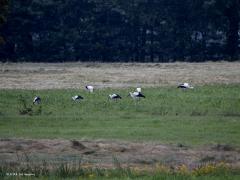 Ooievaar  20240709  Gisteravond, 7 juli dus, zag ik maar liefst 27 ooievaars bij elkaar voedsel zoeken op lager gelegen weilanden ten noorden van de Pannenhoef. Ik denk allemaal jonge vogels. Poten en snavel niet bij iedereen al diep rood. Ze zaten ver weg en het regende een beetje, geen beste foto's derhalve. Ze zaten best uiteen, kreeg ze zo ook niet allemaal bij elkaar op de foto. Zouden jonge ooievaars zich verzamelen omdat dat makkelijker voedsel vinden is en veiliger is? De weilanden zijn van e