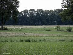 Ooievaar  20240709  Gisteravond, 7 juli dus, zag ik maar liefst 27 ooievaars bij elkaar voedsel zoeken op lager gelegen weilanden ten noorden van de Pannenhoef. Ik denk allemaal jonge vogels. Poten en snavel niet bij iedereen al diep rood. Ze zaten ver weg en het regende een beetje, geen beste foto's derhalve. Ze zaten best uiteen, kreeg ze zo ook niet allemaal bij elkaar op de foto. Zouden jonge ooievaars zich verzamelen omdat dat makkelijker voedsel vinden is en veiliger is? De weilanden zijn van e