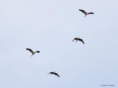 Weer huiswaarts  20240712  Ik was gisteravond hier nog laat buiten met de camera, het was al half tien geweest. Zo tegen zonsondergang kun je een leuk gedrag zien van een aantal vogelsoorten. Na een lange dag voedsel zoeken ver van huis wordt dan weer naar huis gevlogen, naar hun veilige broed- of slaapplaats. Zoals hier blauwe reigers en lepelaars. Beide kolonievogels die graag in groepsverband broeden en slapen. Reigers vliegen echt hoog, lepelaars minder hoog. Ik denk dat beide op weg ware