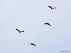 Blauwe reiger  20240711  Oude Buisse Heide