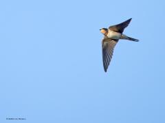 Vliegbeelden  20240816  Afgelopen maandag de lens eens op overvliegende vogels gericht. Niet altijd eenvoudig om de vogel te herkennen. Watersnip en jonge grutto's vliegen erg snel, oever- en boerenzwaluw vliegen alle kanten op, de eerstejaars zilvermeeuw lijkt erg op andere jonge meeuwen, en is het nu een sperwer of een havik.