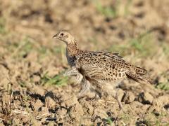 Fazant  20240819  Momenteel zie je best veel fazanten lopen. Ook veel jonge vogels. Leuk om te zien dat bij die jongelingen het verenkleed nog niet af is. Het is nog niet geheel op kleur of het zit nog niet goed in de plooi. Wie het jongetje is is al vroeg overduidelijk te zien.