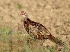 Fazant  20240819  Momenteel zie je best veel fazanten lopen. Ook veel jonge vogels. Leuk om te zien dat bij die jongelingen het verenkleed nog niet af is. Het is nog niet geheel op kleur of het zit nog niet goed in de plooi. Wie het jongetje is is al vroeg overduidelijk te zien.