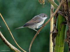 Grasmus  20240730  Wel leuk al die jonge vogeltjes die nu rondvliegen. Veel zitten nog niet goed in de veren. Dat maakt dat herkennen niet altijd gemakkelijk is. Hier is dat te doen, voor mij is dit duidelijk een juveniele grasmus. Het nu nog bruine voorhoofd hoort daarbij. Hopelijk redt ie het deze eerste maanden en komt ie volgend jaar terug om zelf voor kleintjes te zorgen.