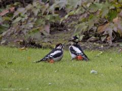 Grote bonte specht  20240721  Moeder met zoon. Moeder omdat ze geen rood op de kop heeft. Zoon omdat die jongeling al wel rood op de kop heeft. Moeder heeft het er maar druk mee, hipt druk rond op zoek naar wat eiwitjes. Zoon lief is natuurlijk nooit tevreden en daarom zal ook vader wel ergens druk in de weer zijn. Mooi is bij de volwassen specht het diep rood te zien op het achterlijf, is bij het jong nog veel lichter.