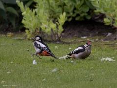 Grote bonte specht  20240721  Moeder met zoon. Moeder omdat ze geen rood op de kop heeft. Zoon omdat die jongeling al wel rood op de kop heeft. Moeder heeft het er maar druk mee, hipt druk rond op zoek naar wat eiwitjes. Zoon lief is natuurlijk nooit tevreden en daarom zal ook vader wel ergens druk in de weer zijn. Mooi is bij de volwassen specht het diep rood te zien op het achterlijf, is bij het jong nog veel lichter.