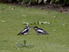 Grote bonte specht  20240721  Moeder met zoon. Moeder omdat ze geen rood op de kop heeft. Zoon omdat die jongeling al wel rood op de kop heeft. Moeder heeft het er maar druk mee, hipt druk rond op zoek naar wat eiwitjes. Zoon lief is natuurlijk nooit tevreden en daarom zal ook vader wel ergens druk in de weer zijn. Mooi is bij de volwassen specht het diep rood te zien op het achterlijf, is bij het jong nog veel lichter.