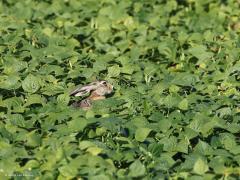 Haas  20240813  Het is wat met die wilde dieren in het buitengebied. De wolf eet al onze schapen op. De haas eet al onze boontjes op. Schoonheid heeft een keerzijde, schoonheid heeft een prijs.