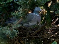 Houtduif  20240821  Een paar maanden terug heb ik in de tuin een conifeer die te breed geworden was van onderen kaal gemaakt. Tot mijn verrassing is daar nu in de top mijn tuinhoutduif, die woont al jaren in mijn tuin, gaan broeden. En met succes want gisteren nam ik de foto van deze jonge knappert. Knap, niet bepaald, eerder lelijk zijn die jongen duiven.