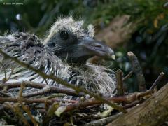 Houtduif  20240821  Een paar maanden terug heb ik in de tuin een conifeer die te breed geworden was van onderen kaal gemaakt. Tot mijn verrassing is daar nu in de top mijn tuinhoutduif, die woont al jaren in mijn tuin, gaan broeden. En met succes want gisteren nam ik de foto van deze jonge knappert. Knap, niet bepaald, eerder lelijk zijn die jongen duiven.