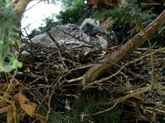 Houtduif  20240821  Een paar maanden terug heb ik in de tuin een conifeer die te breed geworden was van onderen kaal gemaakt. Tot mijn verrassing is daar nu in de top mijn tuinhoutduif, die woont al jaren in mijn tuin, gaan broeden. En met succes want gisteren nam ik de foto van deze jonge knappert. Knap, niet bepaald, eerder lelijk zijn die jongen duiven.