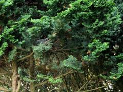 Houtduif  20240821  Een paar maanden terug heb ik in de tuin een conifeer die te breed geworden was van onderen kaal gemaakt. Tot mijn verrassing is daar nu in de top mijn tuinhoutduif, die woont al jaren in mijn tuin, gaan broeden. En met succes want gisteren nam ik de foto van deze jonge knappert. Knap, niet bepaald, eerder lelijk zijn die jongen duiven.