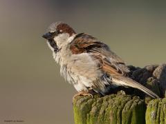 Huismus  20240719  Het mannetje kan mooie diepe tinten bruin bevatten. In het goede licht komt het koppie ook wel leuk over. In de jaren 1980 tot 2005 ging het aantal van de huismus sterk achteruit. Na 2005 zijn de aantallen ongeveer gelijk gebleven. In ons deel van Brabant komen minder huismussen voor dan in provincies zoals Utrecht, Gelderland, Overijsel.