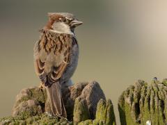 Huismus  20240719  Het mannetje kan mooie diepe tinten bruin bevatten. In het goede licht komt het koppie ook wel leuk over. In de jaren 1980 tot 2005 ging het aantal van de huismus sterk achteruit. Na 2005 zijn de aantallen ongeveer gelijk gebleven. In ons deel van Brabant komen minder huismussen voor dan in provincies zoals Utrecht, Gelderland, Overijsel.