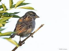 Huismus  20240807  De familie Passer kent ca. dertig leden, wij kennen ook de ringmus. Ze leven graag in familieverband, in groepen. De huismus leeft in grote delen van de wereld, in ieder geval in bijna alle gematigde en subtropische gebieden. Hij komt vaak dicht bij woongebieden van mensen, is een echte cultuurvolger. Volwassen huismussen zijn graan- en onkruidzadeneters en passen zich gemakkelijk aan aan wat beschikbaar is. Omdat huismussen geen kiezen hebben, wordt voor de vertering van de zade