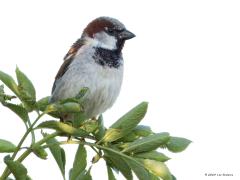 Huismus  20240807  De familie Passer kent ca. dertig leden, wij kennen ook de ringmus. Ze leven graag in familieverband, in groepen. De huismus leeft in grote delen van de wereld, in ieder geval in bijna alle gematigde en subtropische gebieden. Hij komt vaak dicht bij woongebieden van mensen, is een echte cultuurvolger. Volwassen huismussen zijn graan- en onkruidzadeneters en passen zich gemakkelijk aan aan wat beschikbaar is. Omdat huismussen geen kiezen hebben, wordt voor de vertering van de zade