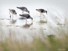 Kemphaan  20240809   De najaarstrek is ook voor de kemphaan bezig. In de Matjes maar beter nog in Zeeland kun je nu groepjes tegen komen. Ze dichtbij zien is een ander verhaal. Hier bleven ze ook op afstand en moest ik het met een foto half door een rietkraag doen. Tot ongeveer 2000 werden in Friesland in het voorjaar aantallen van 50.000 Kemphanen geteld. Sindsdien zakte dit tot minder dan 10.000. Kemphanen die voorheen via Nederland naar de noordoostelijke broedplaatsen trokken, blijken dit in toen