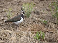 Kievit  20240823  Ik ben fan van plevieren waaronder de kievit. Jammer dat ze zo achteruit gaan omdat hun biotoop al zo lang onder druk staat. Ze zijn nog nuttig ook. Ze eten immers graag insecten. Hier heeft de kievit een kleine duizendpoot in de snavel.