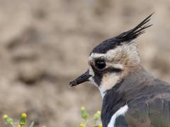 Kievit  20240823  Ik ben fan van plevieren waaronder de kievit. Jammer dat ze zo achteruit gaan omdat hun biotoop al zo lang onder druk staat. Ze zijn nog nuttig ook. Ze eten immers graag insecten. Hier heeft de kievit een kleine duizendpoot in de snavel.