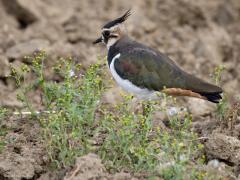 Kievit  20240823  Ik ben fan van plevieren waaronder de kievit. Jammer dat ze zo achteruit gaan omdat hun biotoop al zo lang onder druk staat. Ze zijn nog nuttig ook. Ze eten immers graag insecten. Hier heeft de kievit een kleine duizendpoot in de snavel.