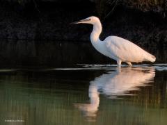 Kleine zilverreiger  20240803  Afgelopen week kon ik de kleine zilverreiger vliegend vast leggen. Dit reigertje heeft zwarte poten met gele tenen en in de zomer een lange witte kuif. 55-65 cm lang is ie en heeft een spanwijdte van 88-106 cm. Hij lijkt erg op de grote zilverreiger maar die is flink groter en heeft zwarte tenen en in de zomer een gele snavel. Volgens bronnen uit de 14de eeuw zou de kleine zilverreiger toen al in Nederland voorkomen. In de 20ste eeuw was het tot 1980 een uiterst zeldza